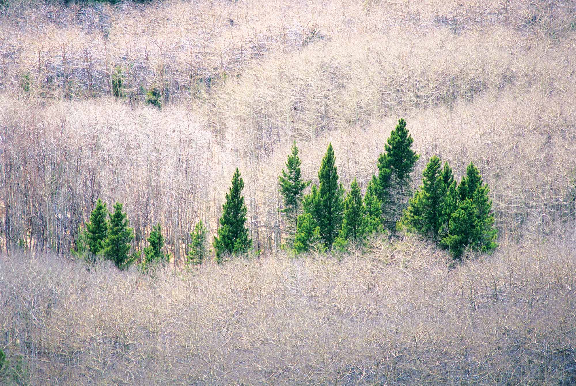 The skeleton of the forest is laid bare as aspen trees lose tgheir leaves leaving only the green of the pine trees along Colorado's Peak to Peak Scenic Byway in Lariner County.
