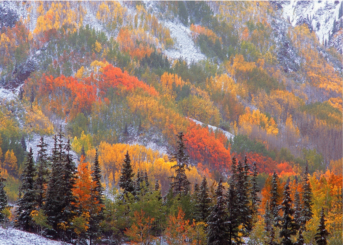 A dusting of fall snow on quaking aspen and dark spruces near Idarado Mine between Ouray and Silverton.