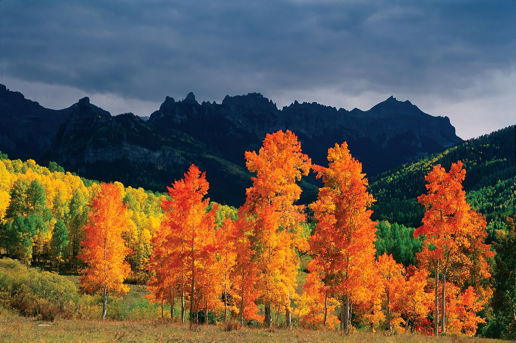 In storm light against the brooding backdrop of the Uncompahgre Mountains, one aspen clone blazes orange while the leaves of another clome remain brillant yellow green, Owl Creek Pass Road.