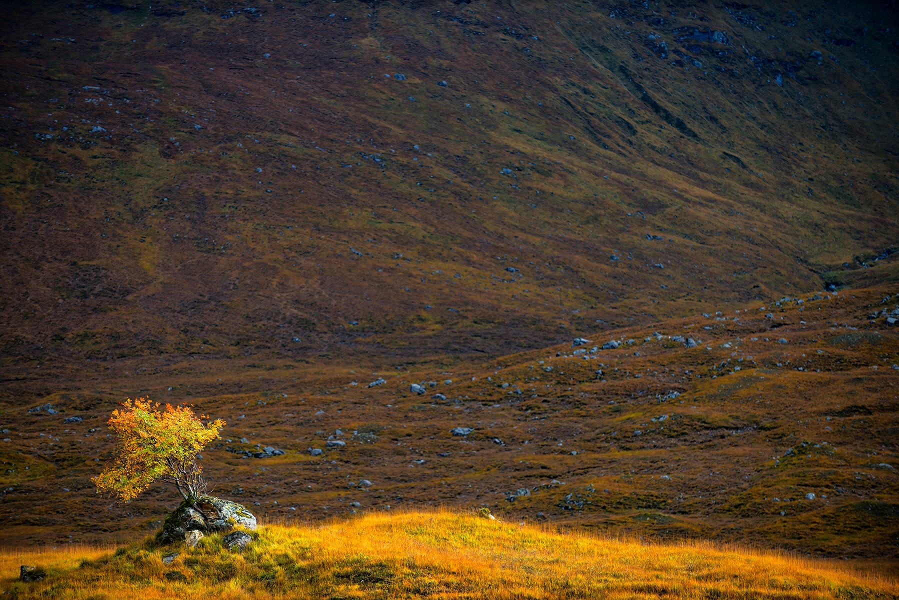 A solitary tree stand alone in Glen Shiel in the Scottish Highlands.